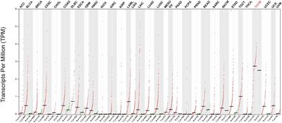 Telomerase as a Target for Therapeutic Cancer Vaccines and Considerations for Optimizing Their Clinical Potential